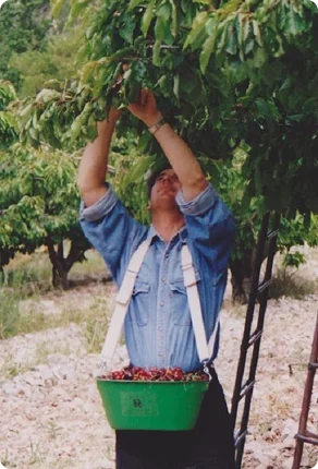 K-1 panier 10L polypropylène alimentaire cerises (2)